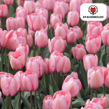 Tulpenbollen Apricot Delight — abrikoosroze tulp, 20 stuks (maat 11/12)