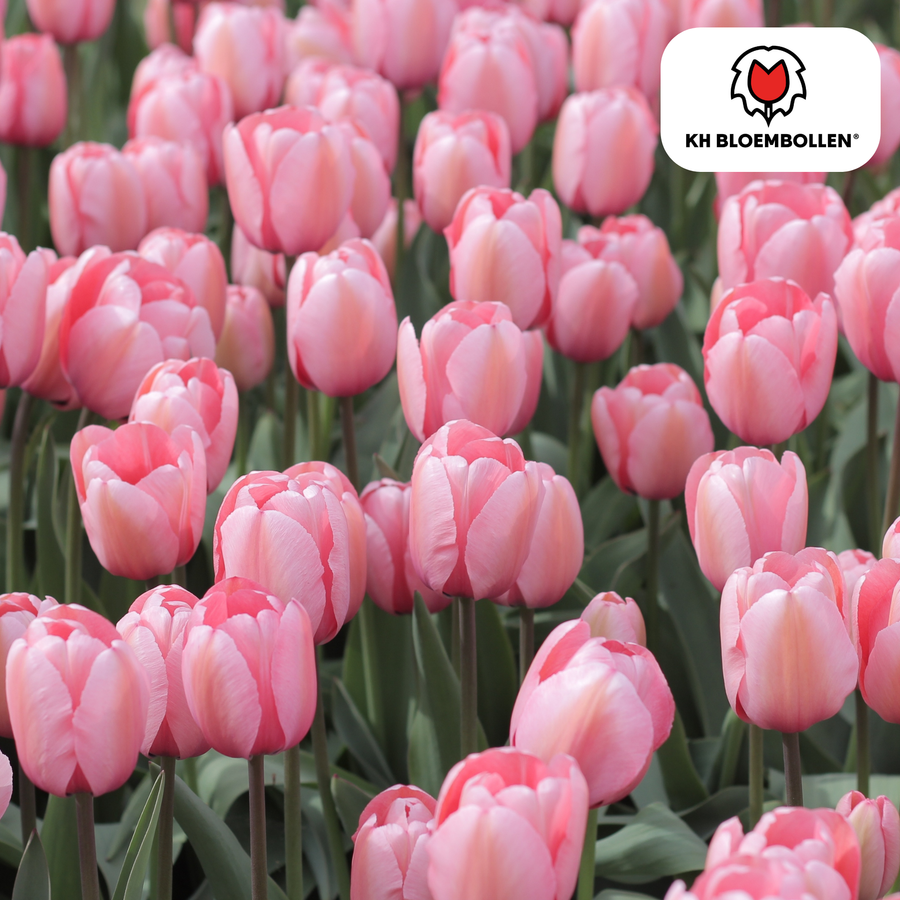Tulpenbollen Apricot Delight — abrikoosroze tulp, 20 stuks (maat 11/12)