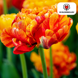 Tulpenbollen Gudoshnik Double — geel-oranje-rood, 20 stuks (maat 11/12)