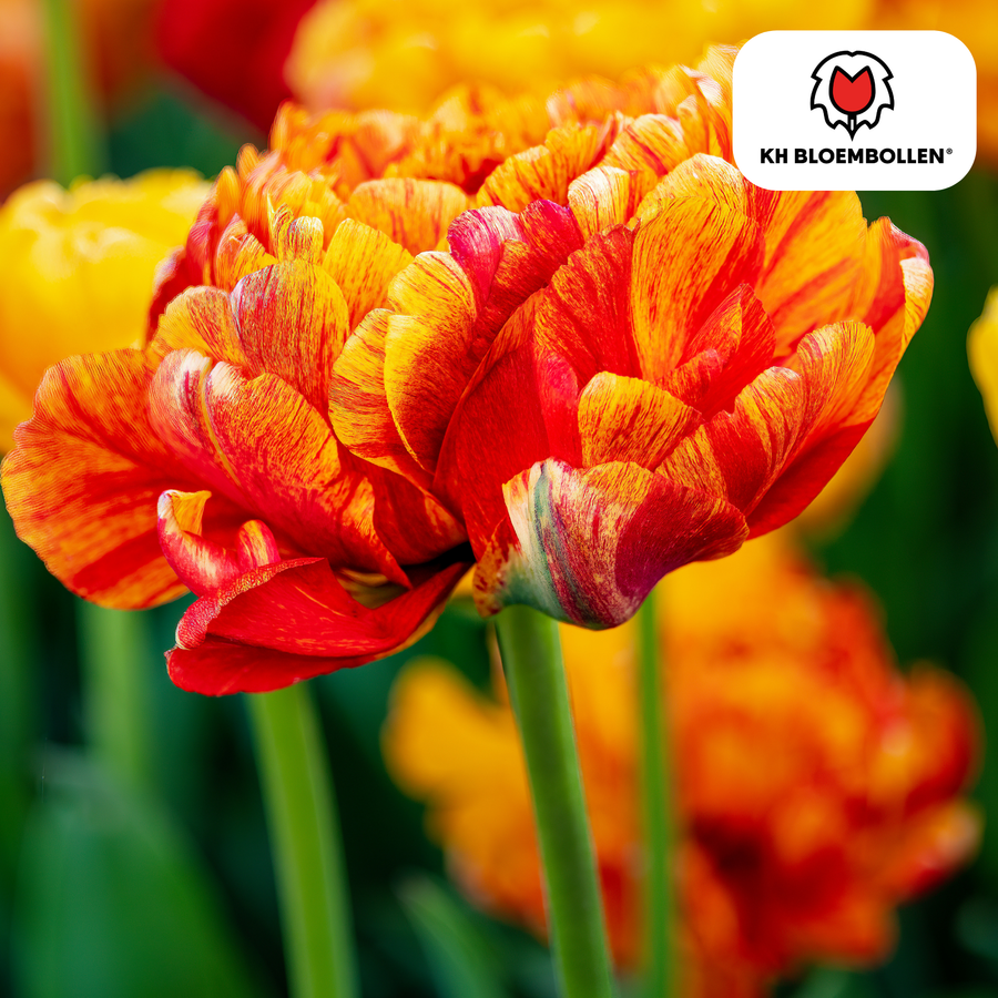 Tulpenbollen Gudoshnik Double — geel-oranje-rood, 20 stuks (maat 11/12)