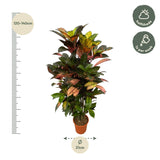 Codiaeum (Croton) Iceton vertakt - 100 cm - Ø24cm