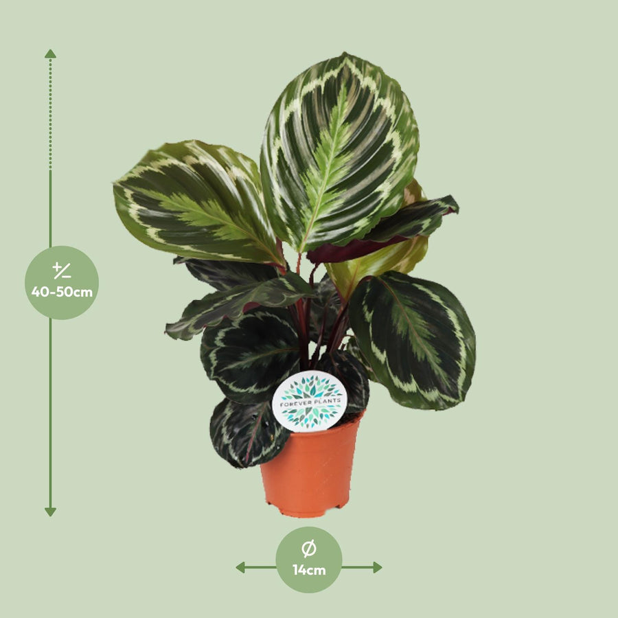 Calathea Medallion – Pot Ø14 cm · 45 cm hoog (foto 2)