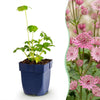 Green boutiQ - Vasteplant - Astrantia major - Sterrenkruid - Schaduw - Wit-Roze - 6 Planten - Pot 11cm - Hoogte 15-25cm