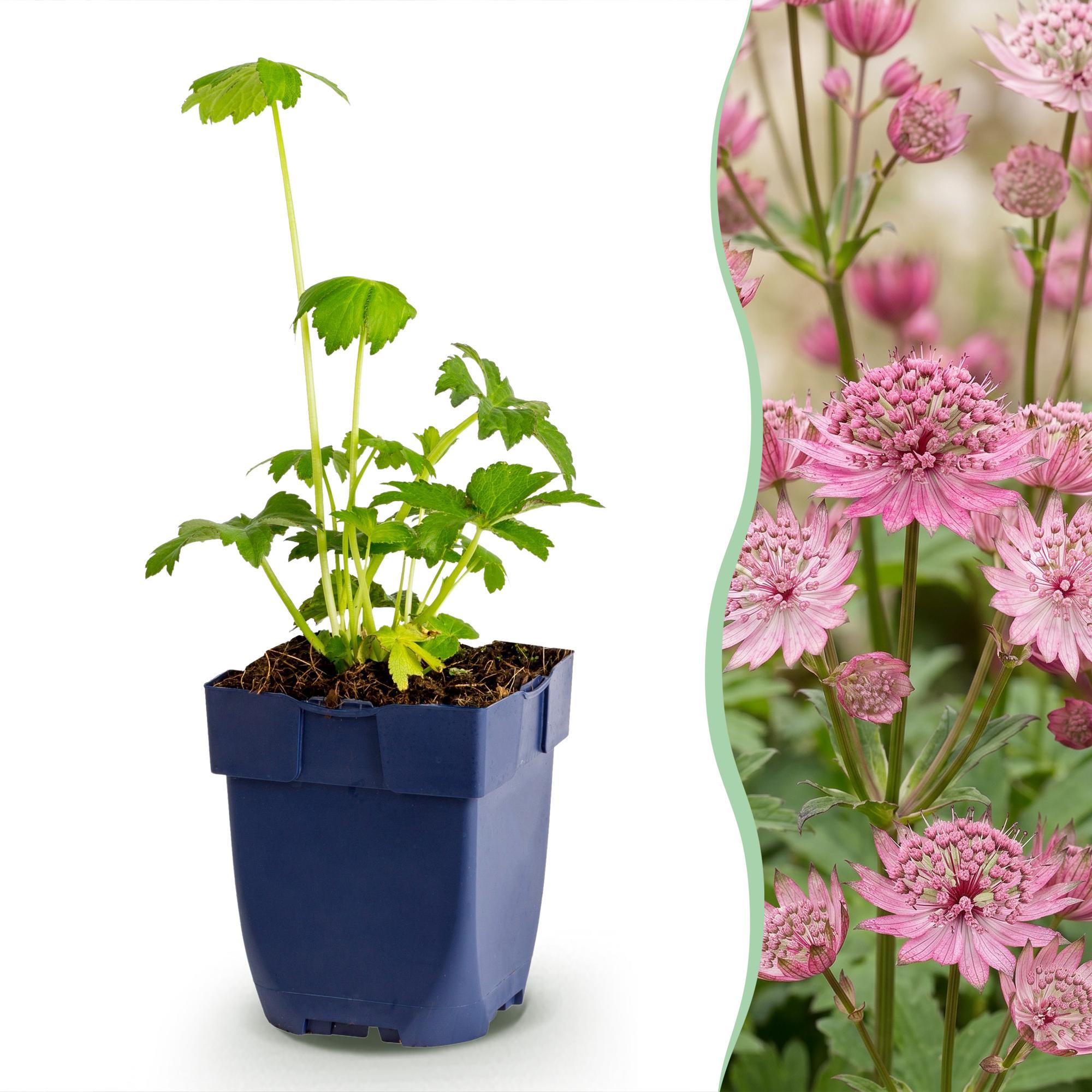 Green boutiQ - Vasteplant - Astrantia major - Sterrenkruid - Schaduw - Wit-Roze - 6 Planten - Pot 11cm - Hoogte 15-25cm