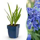 Green boutiQ - Vasteplant - Agapanthus africanus - Afrikaanse Lelie - Bijen en Vlinderlokkers - Blauw - 6 Planten - Pot 11cm - Hoogte 15-25cm