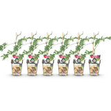 Green boutiQ - Fruitplanten - Groenblijvende Braam - Rubus Thornless Evergreen - Winterhard - 6 Planten - Pot 9 cm - Zwarte Braam