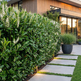 Green boutiQ - 8x Prunus laur. Caucasica - Laurierkers - Haagplanten - Groenblijvend - Groen - Pot 9cm - Hoogte 25-35cm