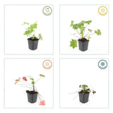 48x Geranium macr. 'Ingwersen's Var.' - ↕10-25cm - Ø9cm