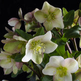 Green boutiQ - Tuinplant - Lenten Rose - Helleborus Diamfire - Groene Bloem - Groenblijvend - Pot 19cm Hoogte 40cm