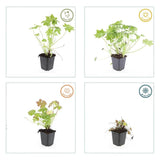 12x Geranium macrorrhizum - ↕10-25cm - Ø9cm