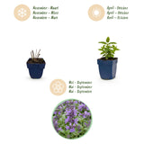 Green boutiQ - Vasteplant - Nepeta nerv. Neptune - Kattenkruid - Bijen en Vlinderlokkers - Paars - 1 Plant - Pot 11cm - Hoogte 15-25cm