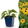 Green boutiQ - Vasteplant - Rudbeckia fulg. Goldsturm - Gele zonnehoed - Bijen- en vlinderlokkers - Geel - 1 Plant - Pot 11cm - Hoogte 15-25cm