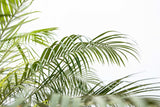 Phoenix Roebelenii op stam - 190cm - 190cm