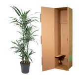 Dracaena Warneckei - 130 cm - ø27