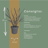 6x Panicum virgatum ‘Rotstrahlbusch’ – Siergras met warme herfstkleuren | Potmaat 12 cm