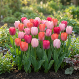 80x Tulipa Positive Vibe - Tulp Positive Vibe - Diversen - Voorjaarsbloeier - Bolmaat 11/12