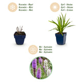 Green boutiQ - Vasteplant - Liatris Duo - Lampenpoetserplant - Bijen- en vlinderlokkers - Roze - Wit - 6 Planten - Pot 11cm - Hoogte 15-25cm