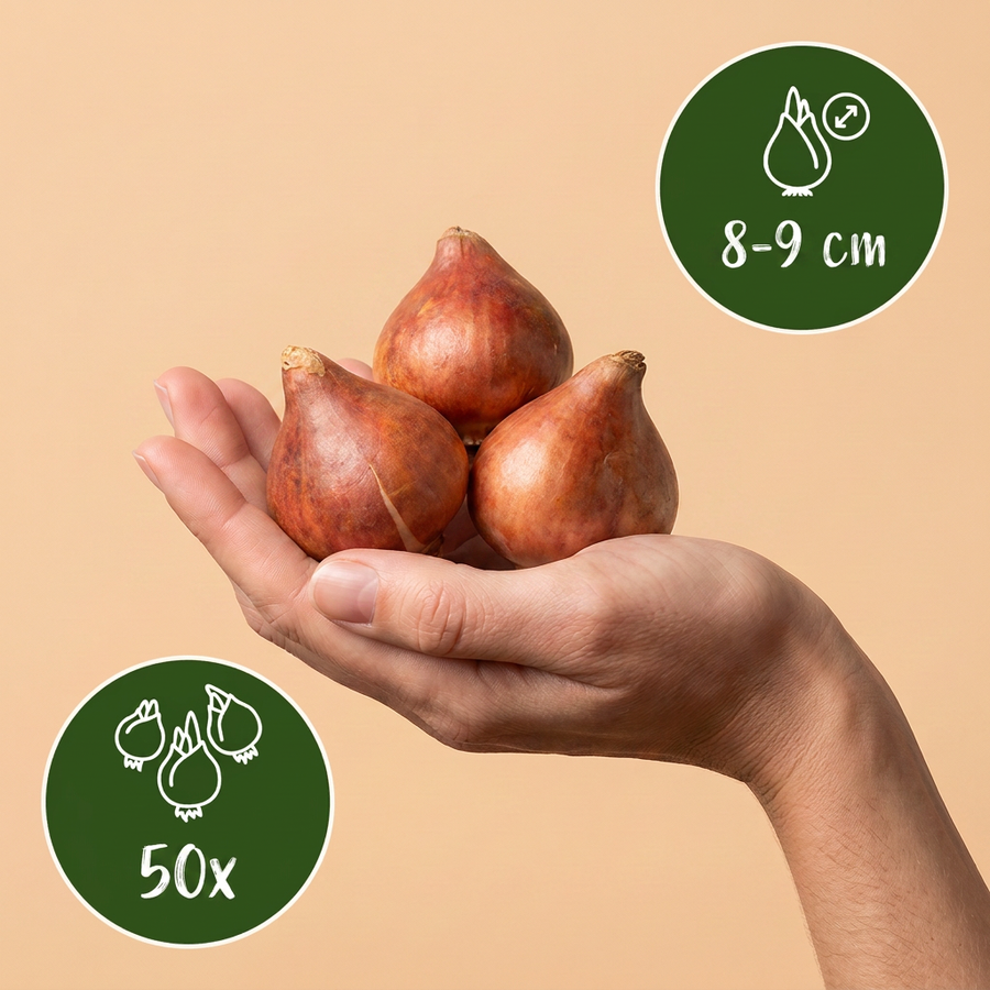 Tulpenbollen Praestans Mix — gemengde kleuren, 50 stuks (bolmaat 8/9)
