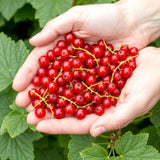 Green boutiQ - Fruitplanten - Rode Bes - Ribes rubrum Jonkheer van Tets- Winterhard - 3 Planten - Pot 9 cm - Rode Bes