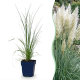Green boutiQ - Grassen - Cortaderia sell. Pumila - Dwergpampasgras - Met Pluim - Grijs - 1 Plant - Pot 11cm - Hoogte 15-25cm