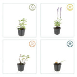 60x Salvia nem. 'Caradonna' - ↕10-25cm - Ø9cm