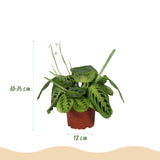 Green boutiQ - Kamerplant - Maranta Fascinator Lemon Lime - Gebedsplant - Huisdiervriendelijke Plant - Groen - 1 Plant - met Potter Grijs - Pot 12cm - Hoogte 25cm