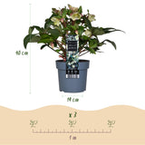Green boutiQ - Tuinplant - Lenten Rose - Helleborus Diamfire - Groene Bloem - Groenblijvend - Pot 19cm Hoogte 40cm