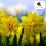 Narcisbollen Tête de Luxe — mininarcis, 25 stuks