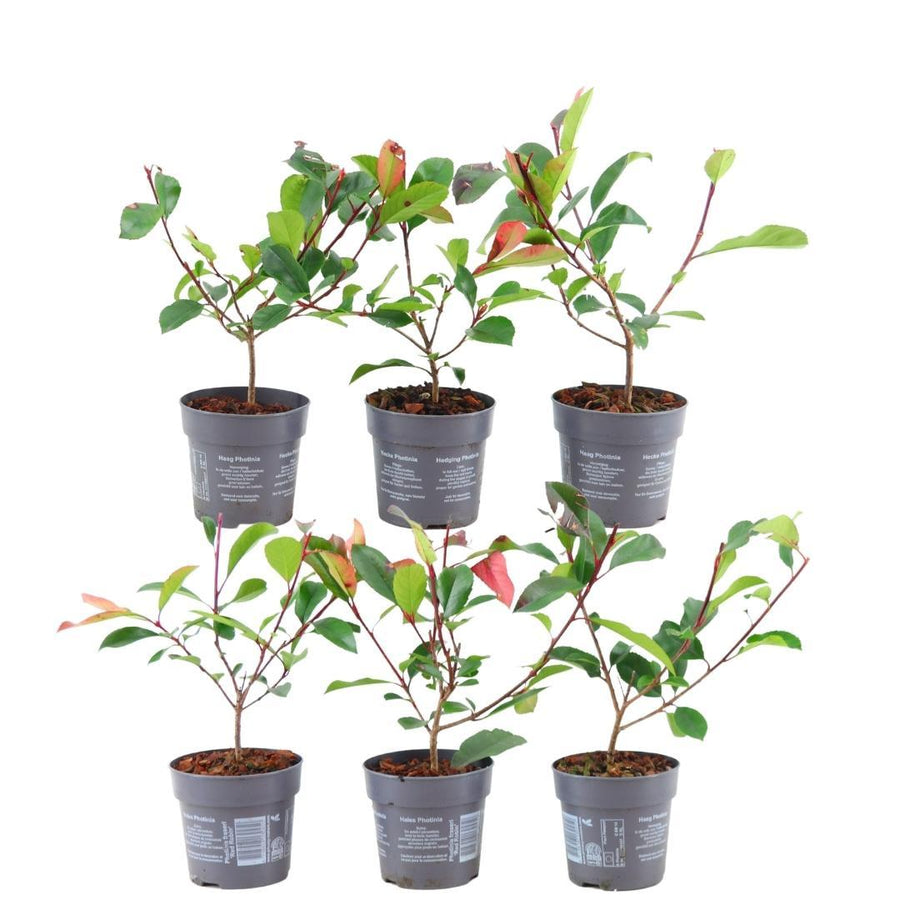 Photinia fraseri 'Red Robin' — Glansmispelhaag, 6 planten (1 strekkende meter)