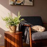 Green boutiQ - Kamerplant - Pteris cretica Albolineata - Lintvaren - Huisdiervriendelijke Plant - Groen - 2 Planten - met Mand - Pot 12cm - Hoogte 20cm