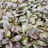48x Ajuga reptans - ↕10-25cm - Ø9cm