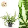 Green boutiQ - Kamerplant - Pteris cretica Albolineata - Lintvaren - Huisdiervriendelijke Plant - Groen - 2 Planten - met Potter Grijs - Pot 12cm - Hoogte 20cm