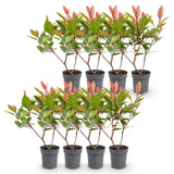 Green boutiQ - 8x Photinia fraseri Little Red Robin - Glansmispel - Haagplanten - Groenblijvend - Rood - Pot 9cm - Hoogte 25-35cm