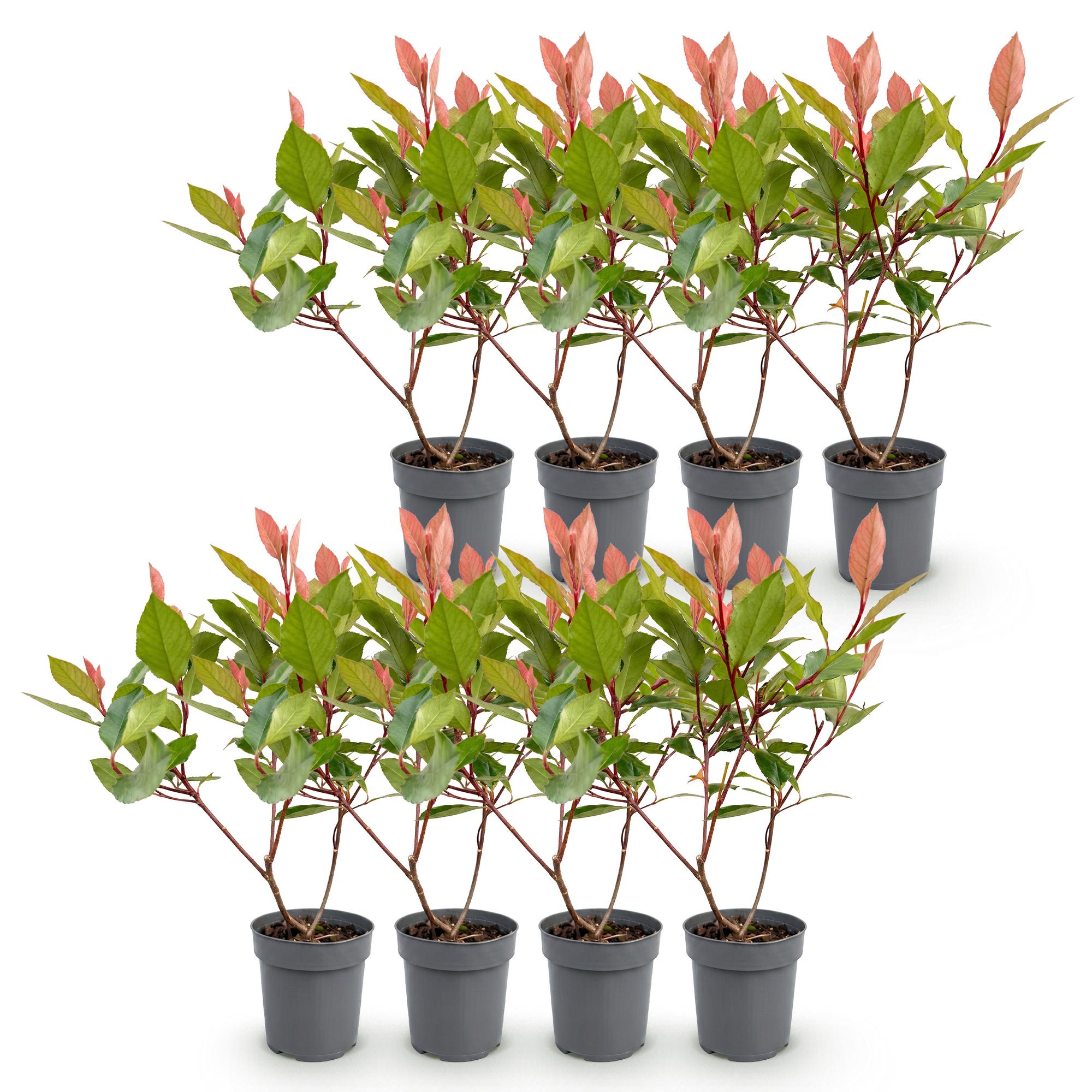 Green boutiQ - 8x Photinia fraseri Little Red Robin - Glansmispel - Haagplanten - Groenblijvend - Rood - Pot 9cm - Hoogte 25-35cm