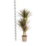 Dracaena Marginata Magenta met mand Ø21cm - ↕110 - 130cm