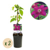 Green boutiQ - Klimplant - Clematis Westerplatte - Bloem Rood - Weinig onderhoud -2 planten -Pot 11cm Hoogte 40cm