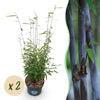 Green boutiQ - Grassen - Fargesia nitida Black Dragon - Niet Woekerende Bamboe - Bladhoudend - Groen - 2 Planten - Pot 23 cm - Hoogte 80 cm