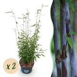 Green boutiQ - Grassen - Fargesia nitida Black Dragon - Niet Woekerende Bamboe - Bladhoudend - Groen - 2 Planten - Pot 23 cm - Hoogte 80 cm