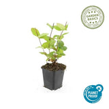 60x Hypericum inodorum 'Beauty' - ↕10-25cm - Ø9cm