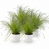 Green boutiQ - Kamerplant - Cyperus alternifolius Zumula - Kattengras - Huisdiervriendelijke Plant - Groen - 4 Planten - met Potter Wit - Pot 12cm - Hoogte 20cm