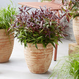 Green boutiQ - Tuinplant - Leucothoe Burning Love - Rood - 2 Planten - Groenblijvend - Weinig Onderhoud - Pot 17cm Hoogte 45cm