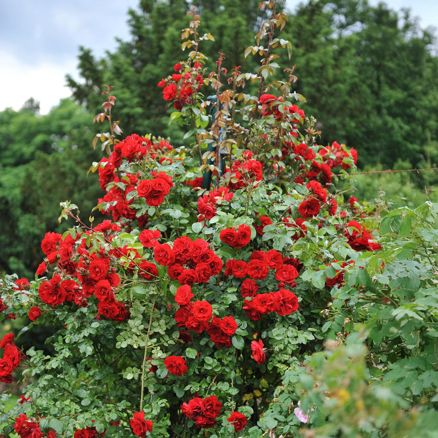 Rosa Red Queen – 2 planten · 40 cm hoog (foto 5)