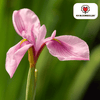 Irisbollen Pink Panther — 25 stuks