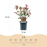 Green boutiQ - Haagplanten - Photinia fraseri Carre Rouge - groen rood- 6 planten - 1 strekkende meter - groenblijvend - pot 17cm hoogte 55cm
