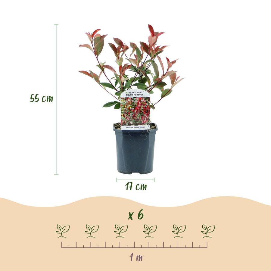 Photinia fraseri Carre Rouge — Glansmispelhaag, 6 planten (1 strekkende meter), 55 cm