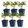 Green boutiQ - Vasteplant - Astilbe (A) Fanal - Pluimspirea - Schaduw - Rood - 6 Planten - Pot 11cm - Hoogte 15-25cm