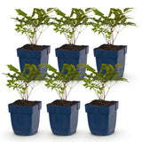 Green boutiQ - Vasteplant - Astilbe (A) Fanal - Pluimspirea - Schaduw - Rood - 6 Planten - Pot 11cm - Hoogte 15-25cm