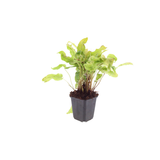 6x Asplenium scolopendrium - ↕10-25cm - Ø9cm