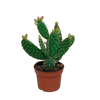 Opuntia quitensis 12 cm