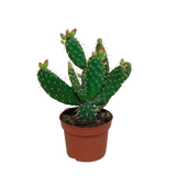 Opuntia quitensis 12 cm